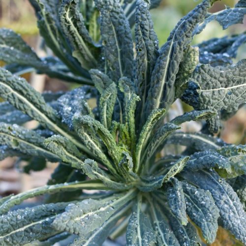 Black kale from Tuscany © Groworganic.com