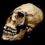 Elongated Skull from Collegno 6th century. Source: Wikipedia