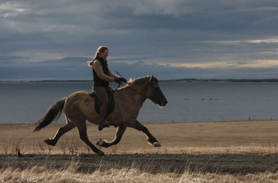Ambling Icelandic Horseriding
