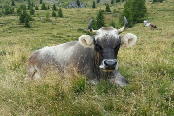 Cattle in the Valsugana Valley © Adopt a Cow